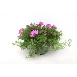 GROW by OBI Pázsitviola Jumbo rózsaszín virágokkal, kb. 22 cm magas.