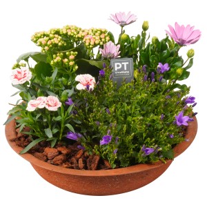 Nyári növény összeállítás cinktálban, Kalanchoe, Osteospermum, Campanula és Dianthus növényekkel.
