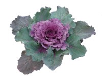 Díszkáposzta többszínű Díszkáposzta többszínű