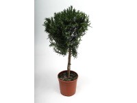 Rozmaring fa 18 cm Rozmaring fa 18 cm