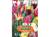 Papagájvirágú tulipán 