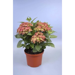 Hortenzia Green Shadow Piros 5 l-es cserépben, kb. 30 cm magas, piros-zöld virágokkal.