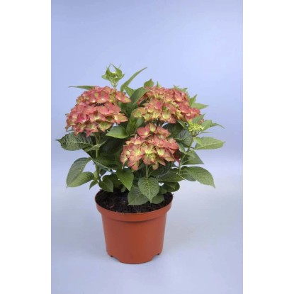 Green Shadow hortenzia piros magasság kb. 30 cm cserép 5 l Hydrangea macrophylla