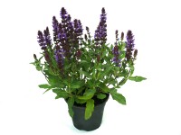 Ligeti zsálya (Salvia nemorosa)