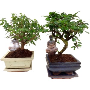 Két cserepes bonsai Buddha figurával, válogatott fajták.
