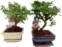Bonsai Buddha cserépben válogatás cserépátmérő kb. 15 cm Bonsai Buddha cserépben válogatás cserépátmérő kb. 15 cm