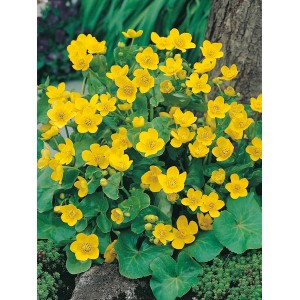 Sárga réti margitvirág (Caltha palustris) cserépben, ideális kerti tavakhoz és vizes élőhelyekhez.