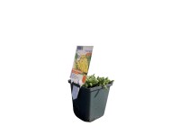 OBI molyhos cickafark sárga cserépátmérő: kb. 9 cm x 9 cm Achillea