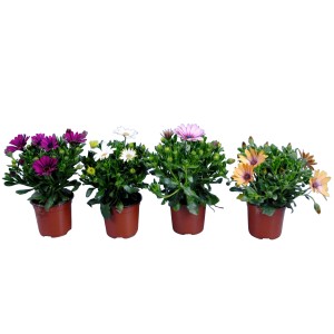 Különböző színű Fokföldi margaréta (Osteospermum) cserépben, ideális ágyásokba, dézsákba és erkélyekre.