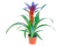 Guzmánia kék színes cserépátmérő: kb. 12 cm