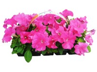 Petunia 10 pack Petunia 10 pack