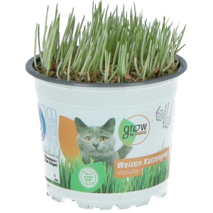 GROW by OBI macskamenta cserépben, zöld szárak. Vitál táplálék macskák számára.