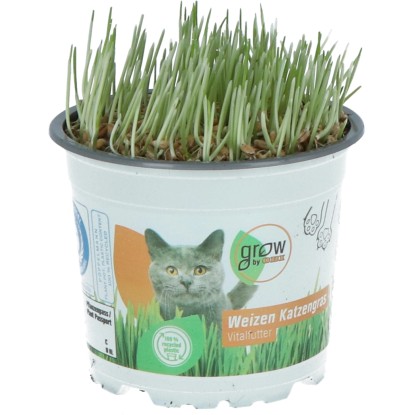 GROW by OBI macskafű cserép átmérője kb. 12 cm Triticum aestivum