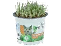 GROW by OBI macskafű cserép átmérője kb. 12 cm Triticum aestivum GROW by OBI macskafű cserép átmérője kb. 12 cm Triticum aestivum