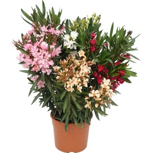 Oleander bokor rózsaszín, fehér, piros és sárga virágokkal cserépben, kb. 60-80 cm magas.