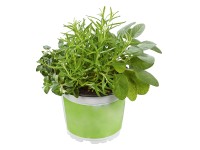 Fűszer 13 cm-es cserépben ételek ízesítésére Fűszer 13 cm-es cserépben ételek ízesítésére