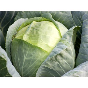 Közeli kép friss fejes káposztáról (Brassica). Ideális salátákhoz és kiadós ételekhez.
