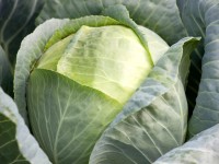 Fejes káposzta 10-12 darabos tálca Brassica