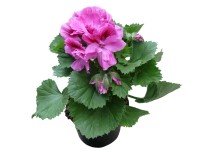 Pinkerbell' angol muskátli 12 cm Pinkerbell' angol muskátli 12 cm