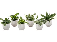 Mini zöldnövények fehér kerámiatálban cserépátmérő: kb. 6 cm