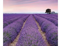 Komar vlies fotótapéta Provence 300 cm x 250 cm