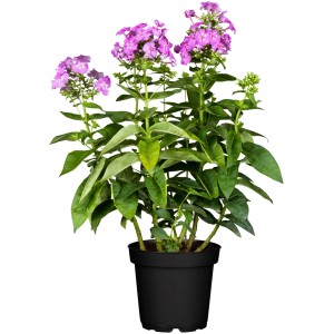 GROW by OBI lángvirág cserépben, kb. 19 cm, lila virágokkal.