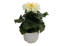 Dália fehér 10,5 cm cserépben Dália fehér 10,5 cm cserépben