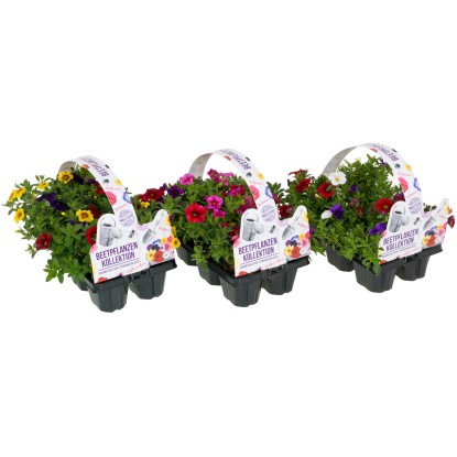 Vegyes színű petúnia 6 darabos csomag magasság kb. 10 cm - 20 cm Calibrachoa