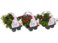 Vegyes színű petúnia 6 darabos csomag magasság kb. 10 cm - 20 cm Calibrachoa