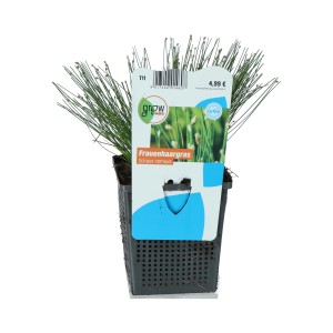 Női hajfű cserépben, Scirpus cernuus, a GROW by OBI-tól. Oxigenizáló növény kerti tóba.