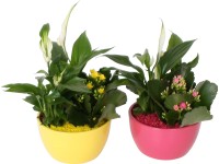 Korallvirág és vitorlavirág kompozíció kerámia kaspóban cserépátmérő: kb. 13 cm