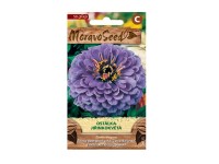 Pompás rézvirág Pompás rézvirág