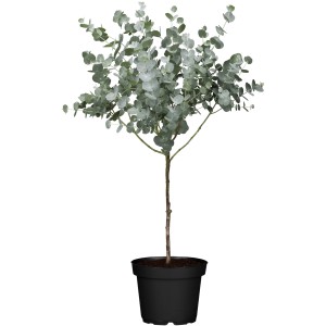 Eukaliptusz törzs cserépben, kb. 60-80 cm magas. Eucalyptus gunnii dézsás növény ezüstkék levelekkel.