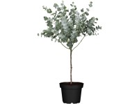 Havasi eukaliptusz törzses magasság kb. 60-80 cm cserép Ø 17 cm Eucalyptus gunii