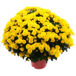 Sárga krizantém (Chrysanthemum indicum) cserépben, kb. 25 cm Ø.