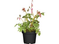 OBI nagy szívvirág rózsaszín cserépátmérő kb. 13 cm Dicentra