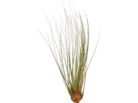 Szakállbromélia Juncea