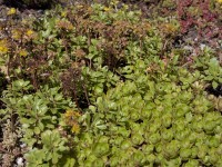 OBI kaukázusi varjúháj rózsaszín cserépátmérő: kb. 13 cm Sedum