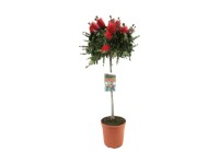 GROW by OBI citromillatú kefevirág tő magasság kb. 120 cm Callistemon citrinus GROW by OBI citromillatú kefevirág tő magasság kb. 120 cm Callistemon citrinus
