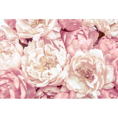 Komar nemszőtt fotótapéta Peonies 368 cm x 248 cm