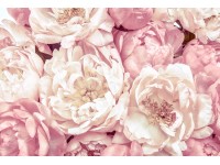 Komar nemszőtt fotótapéta Peonies 368 cm x 248 cm