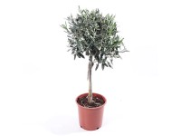 GROW by OBI mini olajfa törzses magasság kb. 85 cm cserép Ø 20 cm Olea europaea