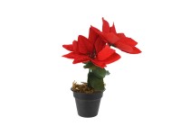 Mikulásvirág fekete cserépben 24 x 13 x 17 cm piros