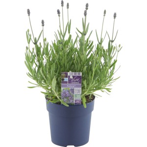 GROW by OBI Levendula Felice cserépben, kb. 12 cm Ø. Illatos kerti növény erkélyre és teraszra.