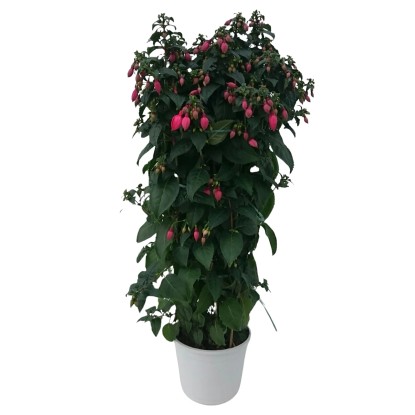 Fukszia piramis magasság kb. 30 - 50 cm cserépátmérő kb. 18 cm Fuchsia