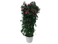 Fukszia piramis magasság kb. 30 - 50 cm cserépátmérő kb. 18 cm Fuchsia