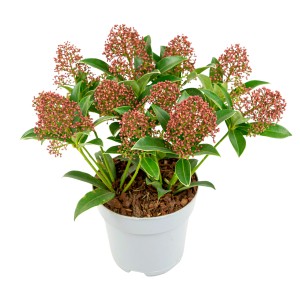 Cserepes Skimmia piros virágbimbókkal és zöld levelekkel, kb. 25-30 cm magas.