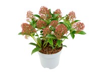 Japán dérbabér kb. 25-30 cm cserép kb. 13 cm Skimmia japonica Japán dérbabér kb. 25-30 cm cserép kb. 13 cm Skimmia japonica
