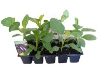 Padlizsán 10-es pack kiszerelésben kerti növény étkezésre alkalmas