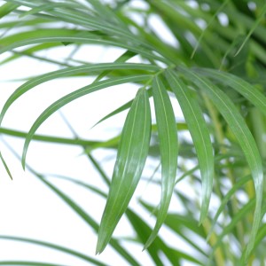 Közelkép egy cserepes aranypálma (Dypsis lutescens) zöld leveleiről. Szobanövény világos helyre.
